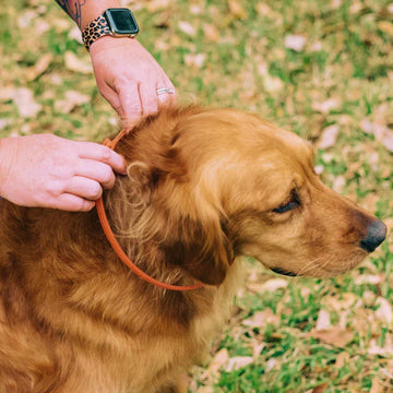 Wondercide Flea and Tick Collar - 0