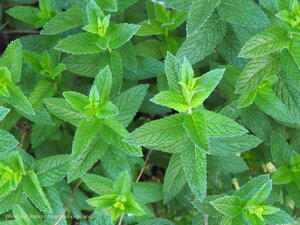 Frogworks Peppermint 5ml