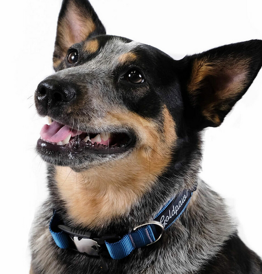 Goldpaw Collar Swift Lock