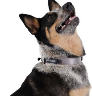 Goldpaw Collar Swift Lock