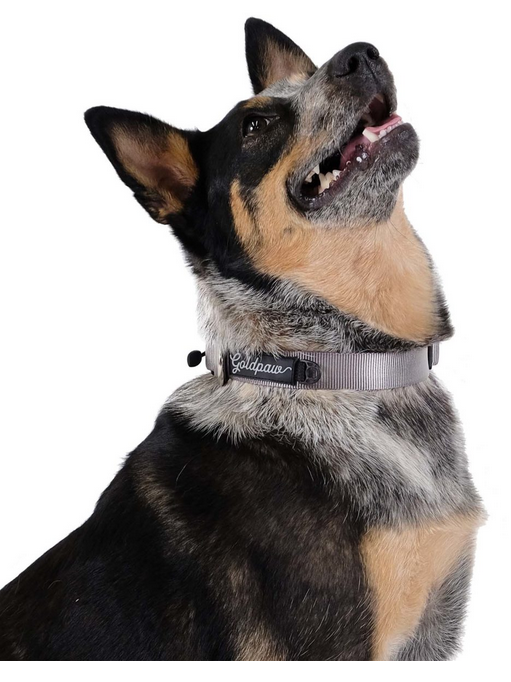 Goldpaw Collar Swift Lock