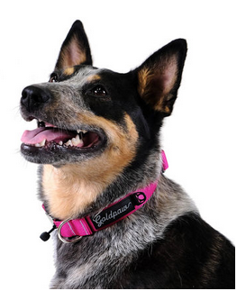 Goldpaw Collar Swift Lock