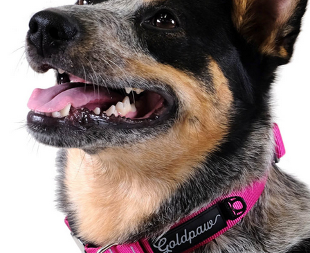 Goldpaw Collar Swift Lock