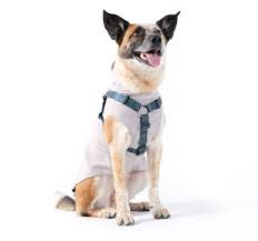 Goldpaw Harness Swift Lock