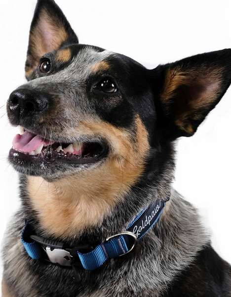 Goldpaw Collar Swift Lock