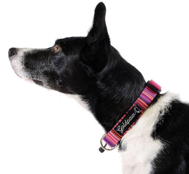 Goldpaw Collar Swift Lock