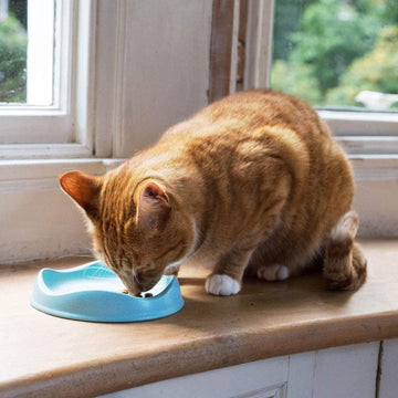 bECO Bamboo Cat Bowl