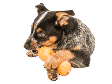 West Paw Zogoflex Qwizl - 0