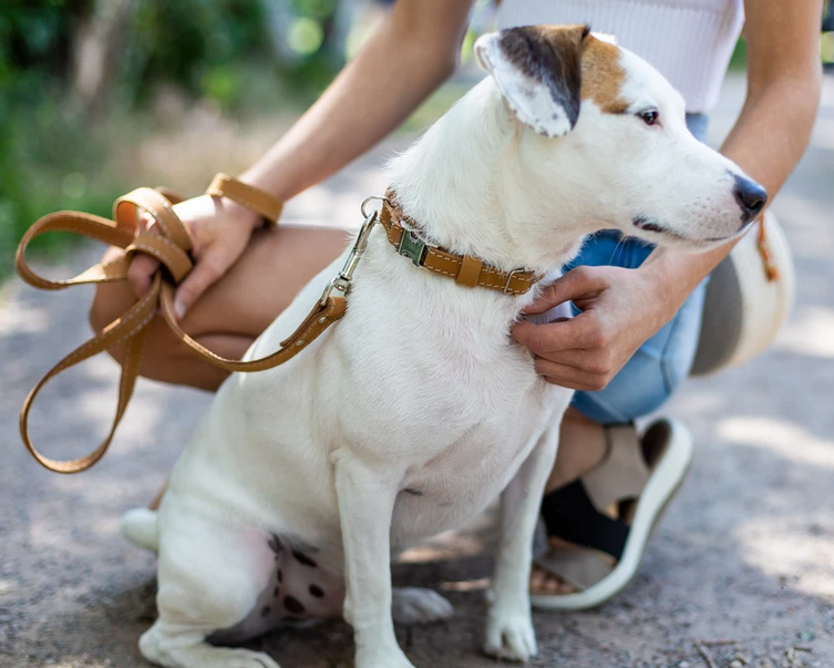 Euro Dog Leash - Soft Leather