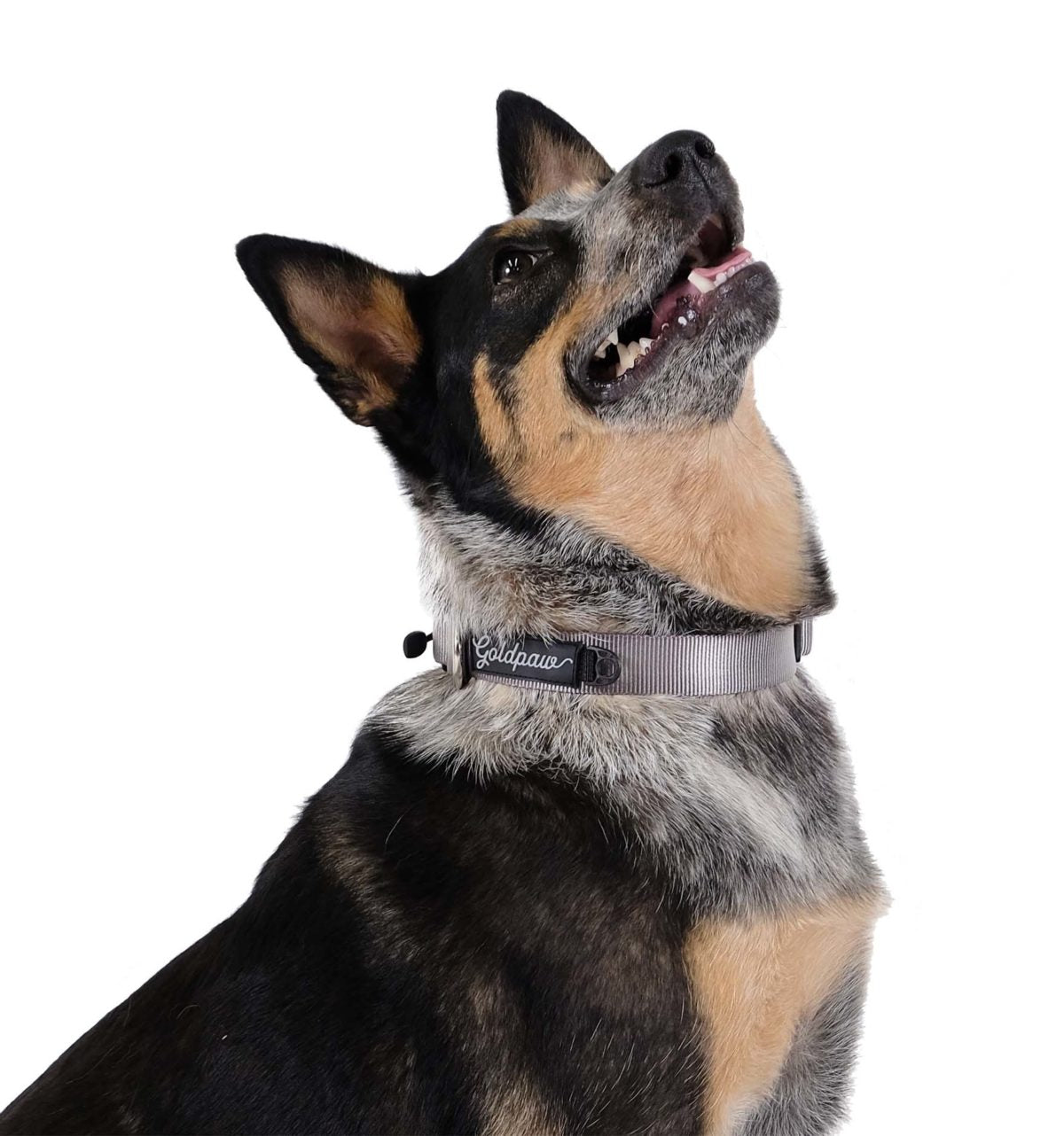 Goldpaw Collar Swift Lock