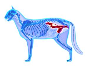 AnimalEO UroBoost - 0