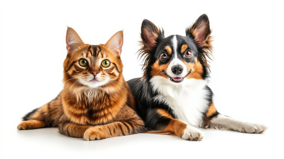 Your Pets Dental Health