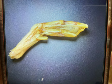 Bark'N Big Duck Foot Single