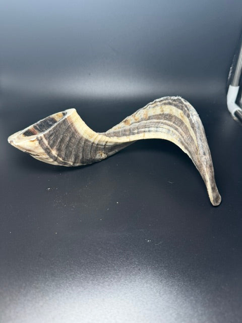 Canophera Sheep Horn