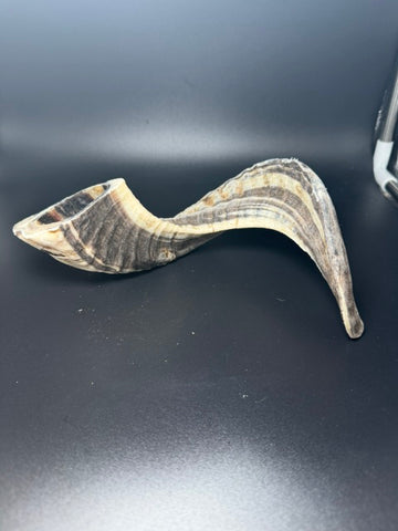 Canophera Sheep Horn