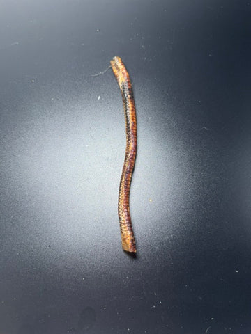 Furever Fierce - Duck Trachea SINGLE