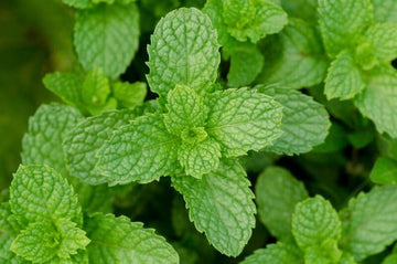 AnimalEO Peppermint 15ml