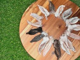 Furever Primal - Rabbit Ear SINGLE