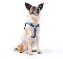 Goldpaw Harness Swift Lock-2