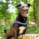 EzyDog Quick Fit Harness-1