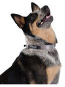 Goldpaw Collar Swift Lock-12