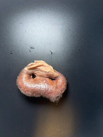 Momentum Single Pig Snout