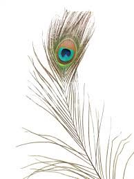 Peacock Feather Vee Enterprises Feather Single
