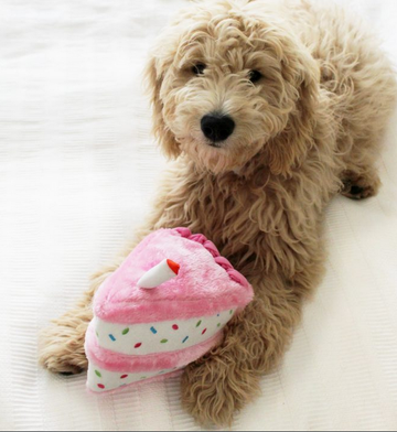 Zippy Paws Birthday - 0