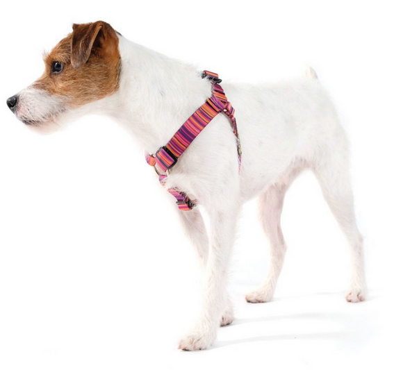 Goldpaw Harness Swift Lock