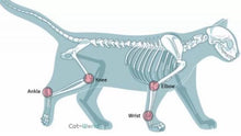 Load image into Gallery viewer, In Clover - Joint Supplement for Cats