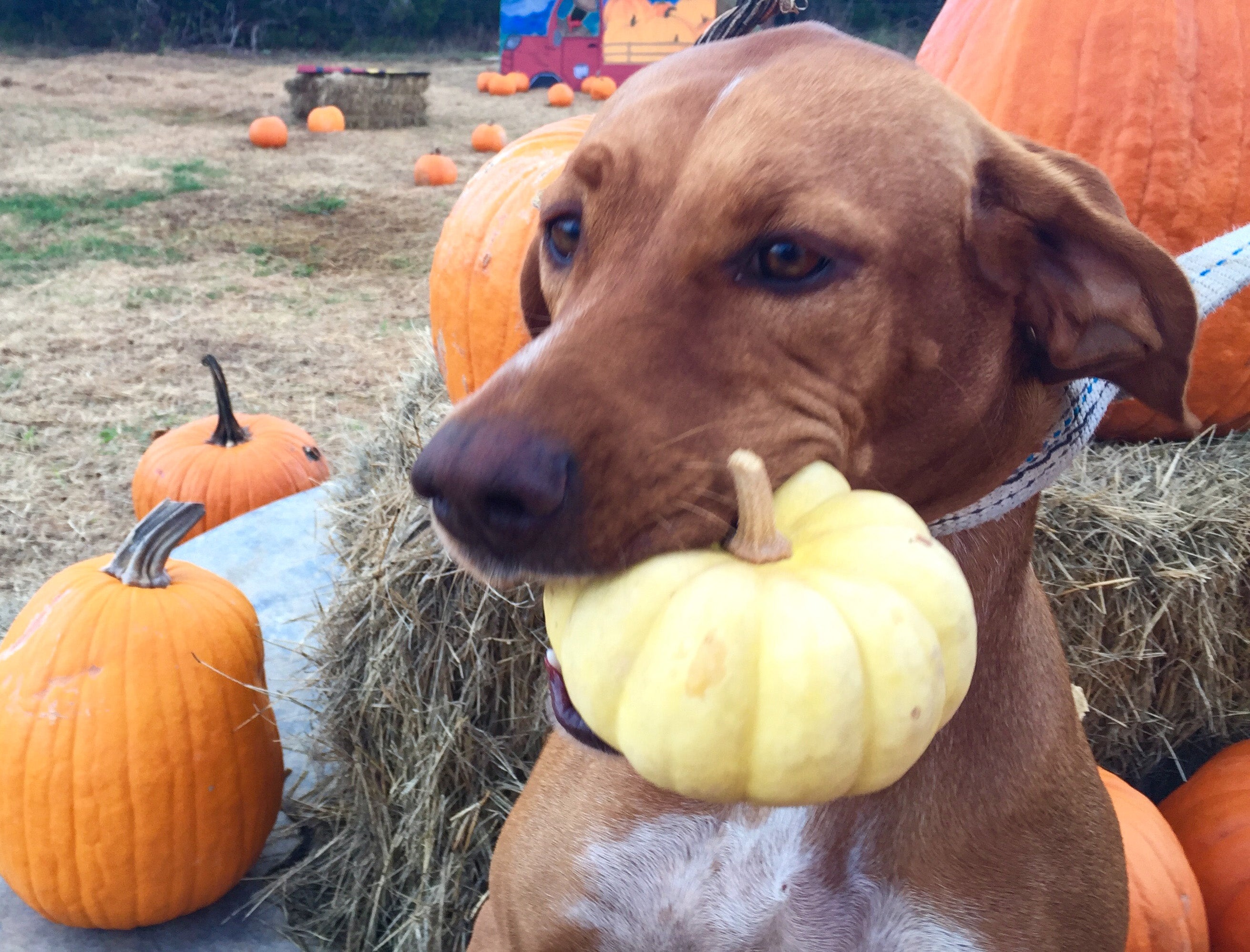 Diggin Your Dog Firm Up Pumpkin