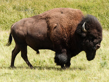 Load image into Gallery viewer, Sadie&#39;s All Natural Bison Tendon Chews