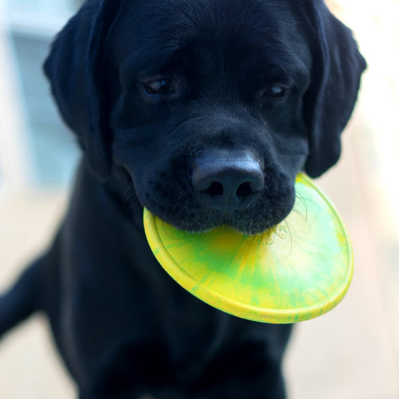 Ruffdawg Rubber Retrieving, Fetch and Tug Toys