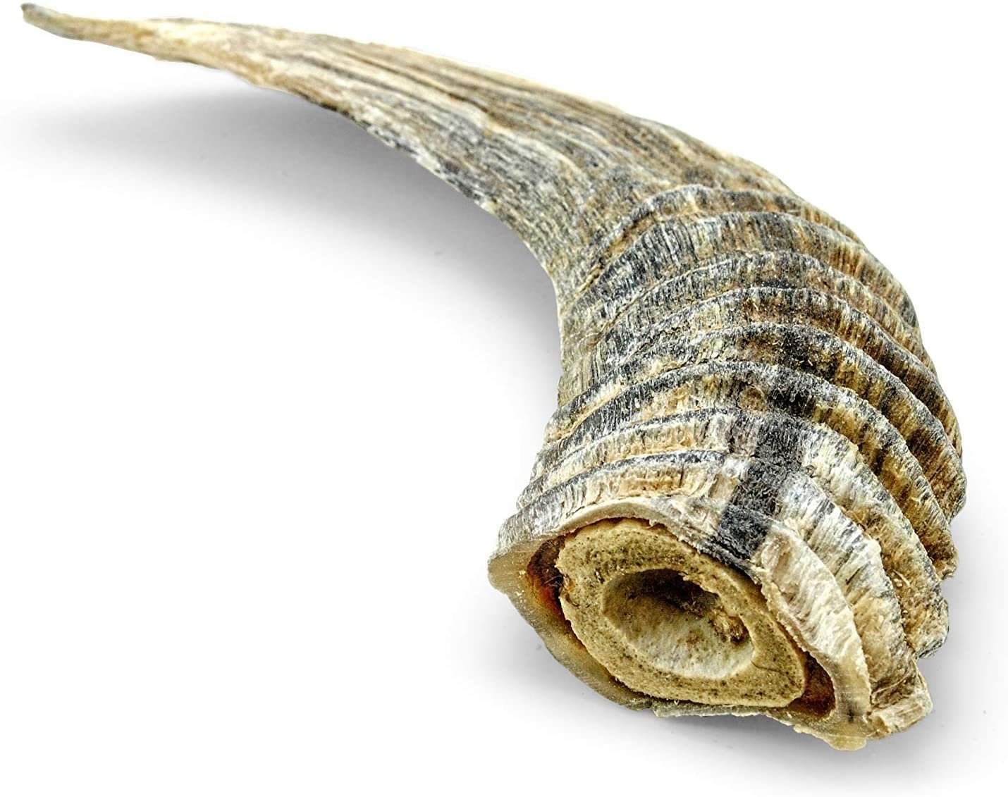 Icelandic Lamb Horn with Marrow Small
