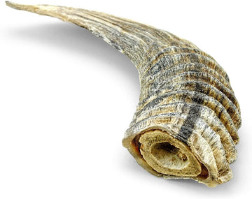 Icelandic Lamb Horn with Marrow Small - 0