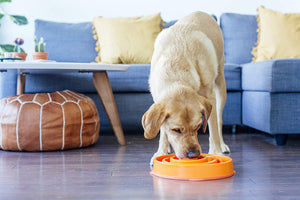 Outward Hound SLO-BOWL