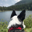 Walk-e-Woo Collars-1