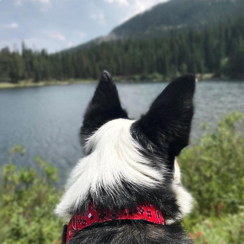 Walk-e-Woo Collars