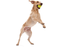 Load image into Gallery viewer, West Paw Zogoflex Jive