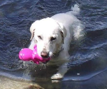 Cycle Dog Stuffable Toy