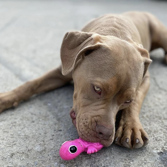 Cycle Dog Stuffable Toy