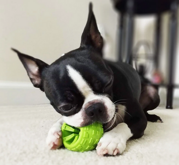 Cycle Dog Toy - High Roller Plus