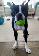 Cycle Dog Toy - Retreads-10