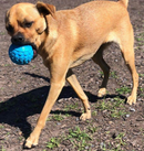 Cycle Dog Toy - Retreads-8