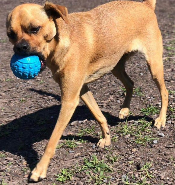 Cycle Dog Toy - Retreads