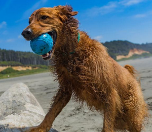 Cycle Dog Toy - Retreads