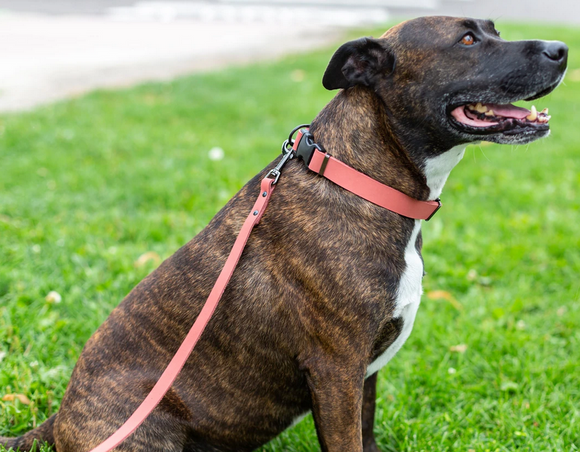 Euro Dog Collar - Waterproof, Quick Release