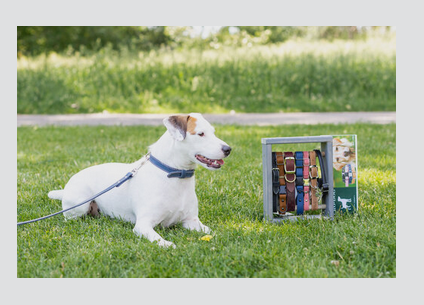 Forcefield dog best sale collar