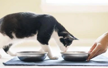 Load image into Gallery viewer, Sa-Shi Wet Cat Food