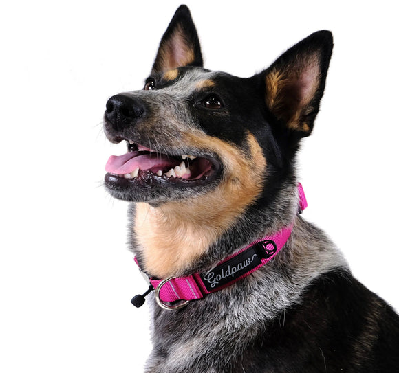Goldpaw Collar Swift Lock